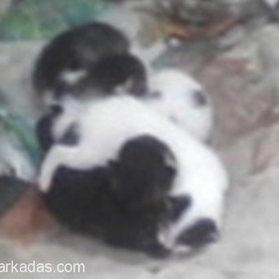 Yavru Kedilere Acil Değil Ama Kalıcı Yuva!!, İzmir