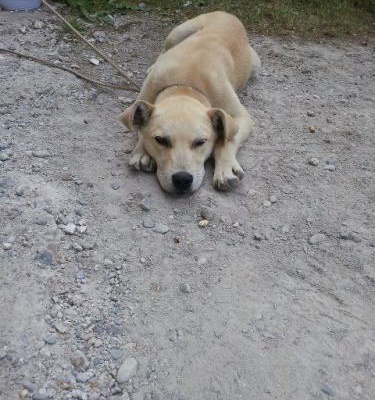 Üç Aylık Pitbull-Labrador Kırması (Tahminen), Ankara