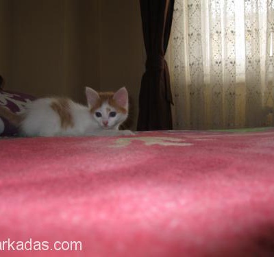 2 Aylık Van Melezi Dişi Kedi Sütlaç Yuva Arıyor, İstanbul