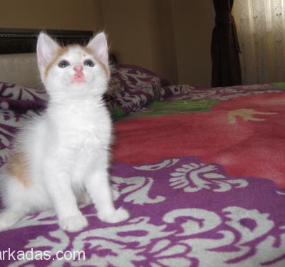 2 Aylık Van Melezi Dişi Kedi Sütlaç Yuva Arıyor, İstanbul