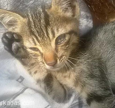 Yavru Kedi Annesi Ölmüş, İstanbul