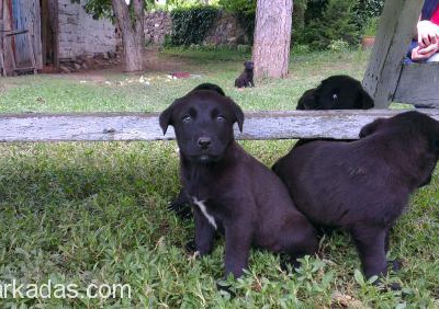 Acil Siyah Labrador Yavruları 5 Tane, Ankara