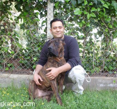 Efe İçin Güvenilir Köpek Dostu Aranmaktadır, Antalya