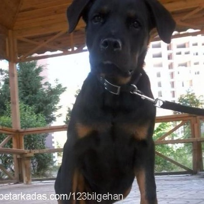 5 Aylık Köpeğim Rüzgara İyi Bir Yuva, İstanbul