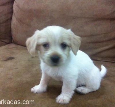 Adana-Bebek Terrier, Adana
