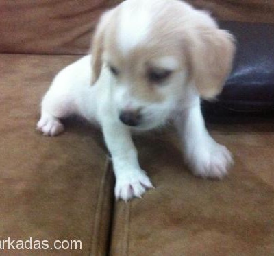 Adana-Bebek Terrier, Adana