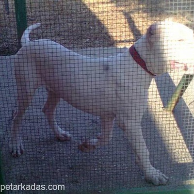 İzmir Güzelbahçede Kayıp Beyaz Köpek, İzmir
