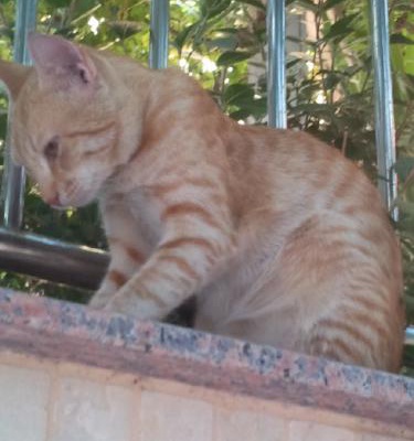 Ücretsiz Erkek Yavru Kedi, Antalya