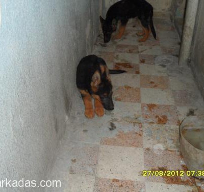 Alman Çoban Köpeği Sıcak Yuva Arıyorlar, İzmir