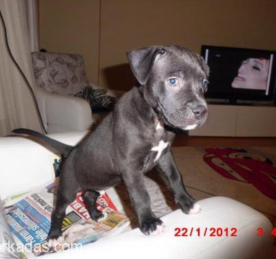 Orjinal American Staffordshire Terrier, İstanbul