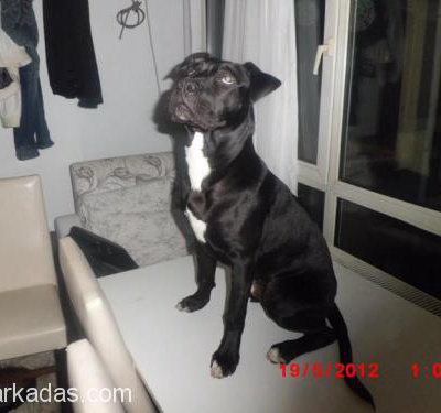 Orjinal American Staffordshire Terrier, İstanbul