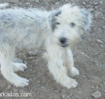 Old Englısh Sheep Dog Yani Bobtaıl Köpek, İzmir