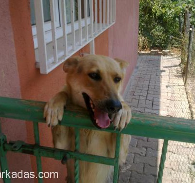 Alman Kurdu Köpeğimi Taşınma Nedeniyle Sahiplendirmek İstiyorum., İstanbul
