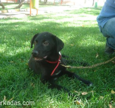 Labrador Kırması Yakısıklı Yuva Arıyor.. Ankara, Ankara
