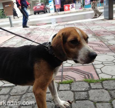 Beagle Yuva Arıyor, İzmir