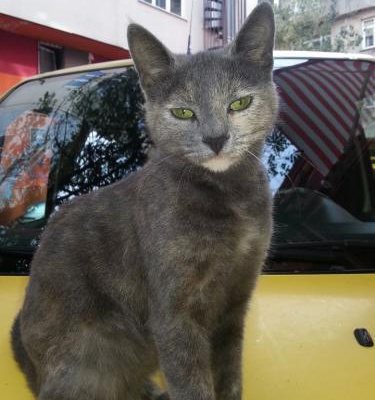 Gri Kedimi Arıyorum. Ümraniye Civarında Kayıp Kedi, İstanbul