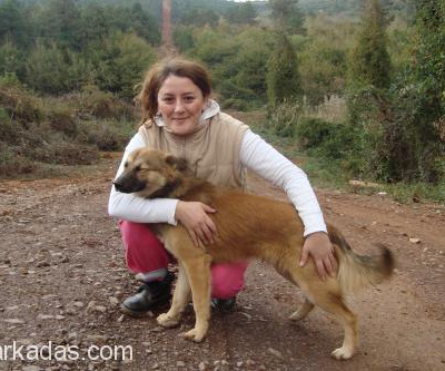 10 Aylık Sokak Köpeği Alman Kurdu Kırması Bambam, İstanbul