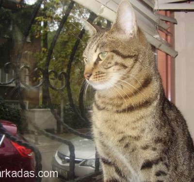 3 Bacaklı,Kuyruksuz Kedi,Farkındalığı Olan Bir Yuvaya İhtiyacı Var, İstanbul