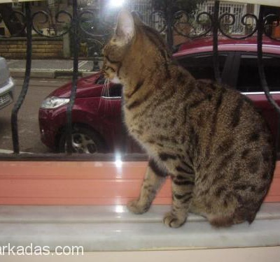 3 Bacaklı,Kuyruksuz Kedi,Farkındalığı Olan Bir Yuvaya İhtiyacı Var, İstanbul