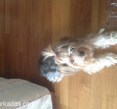Yorkshire Terrier Saf Yeni Bir Yuva Arıyor, İstanbul