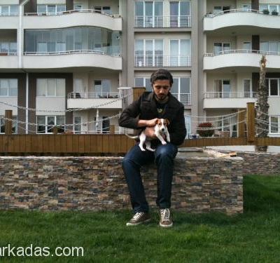 İstanbul'Da Yuva Arayan 1 Yaşında Eğitimli Jack Russel Terrier, İstanbul