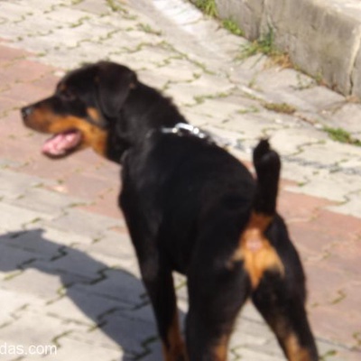 5 Aylık Saf Dişi Rottweiler İstanbul, İstanbul