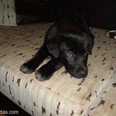 1 Aylık Siyah Labrador Melezi., Bursa