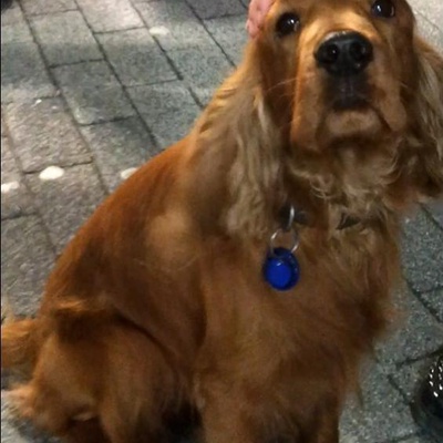 Köpeğim Kadıköy Bahariyede Çalındı!, İstanbul