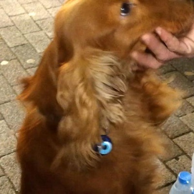 Köpeğim Kadıköy Bahariyede Çalındı!, İstanbul