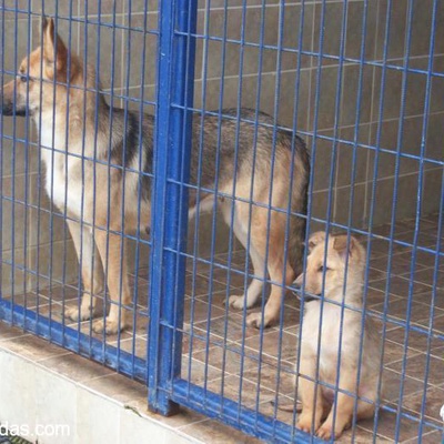 Sarıyer Belediyesi Kısırkaya Rehabilitasyon Merkezi Köpekleri, İstanbul