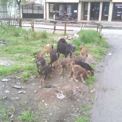 Sakarya Yavru Köpekler, Sakarya