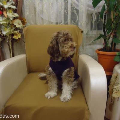 Şila Sahiplendirilmek İstenen Fransız Terrier, İstanbul