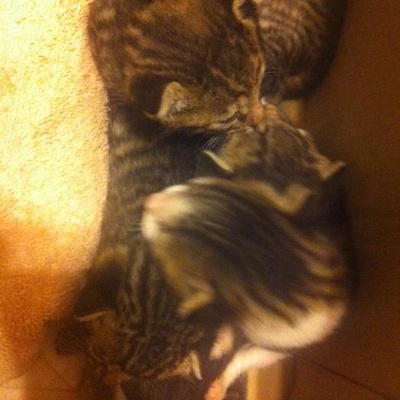 Lütfen Yardım Edin Nolur Terkedilen 15 Günlük 5 Kedi Yavrusu.., Antalya