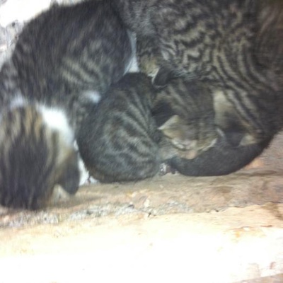 Lütfen Yardım Edin Nolur Terkedilen 15 Günlük 5 Kedi Yavrusu.., Antalya
