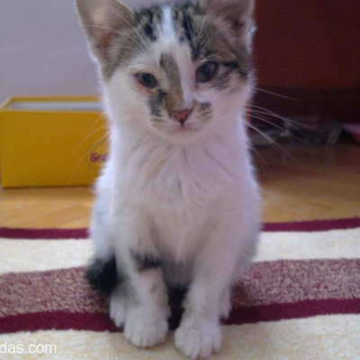 Antalya Yavru Kedi Acil Yuva Arıyor, Antalya