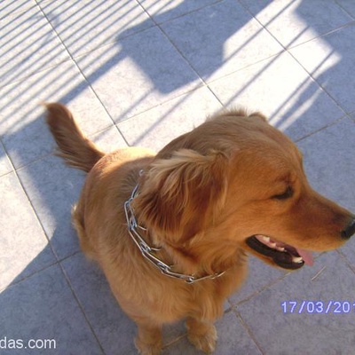 Bir Yakınımızın Köpeği Acil Ev, İzmir