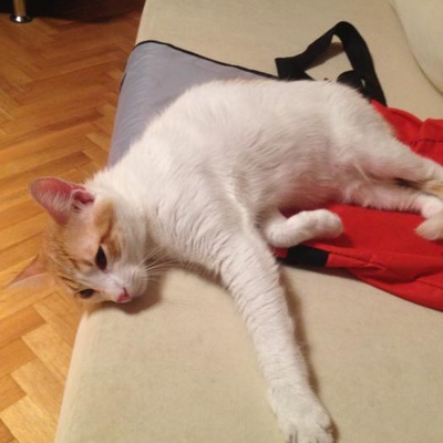 Jesi, Klozet Kullanma Alışkanlığı Olan Akıllı Bir Kedi :), İstanbul