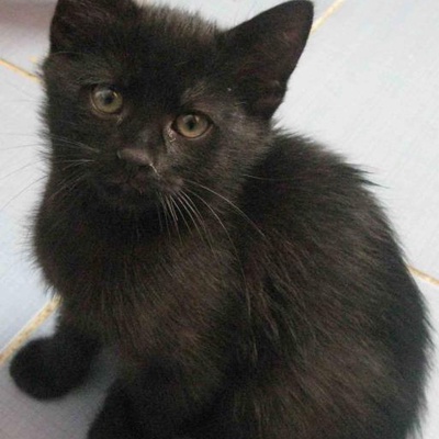 2.5 Aylık Siyah Kedi Sahibini Arıyor, Ankara