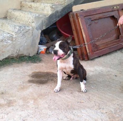 Eğitimli + Secereli 2.5 Yaşında Amerikan Terrier Pitbull, İstanbul