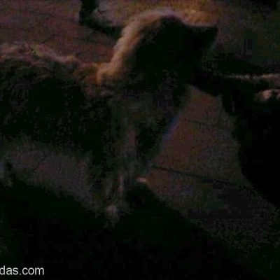 Çanakkale'De Terrier Olması Muhtemel Köpek, Çanakkale