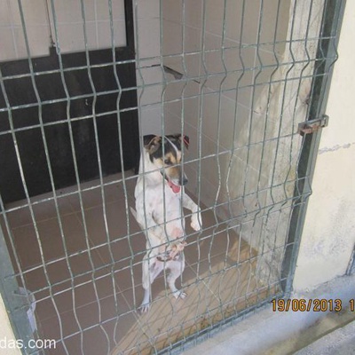 Jack Russell Terrier, İzmir