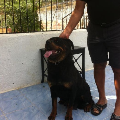 Rottweiler...Güzel Kızımızı Sahiplendirmek İstiyoruz., İzmir, İzmir