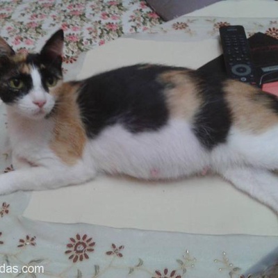 Hamile Kedi İçin Yuva Arıyoruz, Antalya