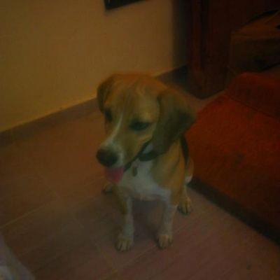 Kimyon Adında 10 Aylık Beagleımızı Gercek Bir Hayvansevere Vermek İstiyorum, Adana