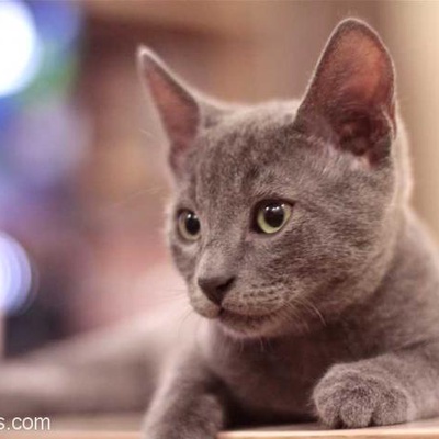 Damağı Mühürlü Russian Blue Ve Smokin Kedi Yuva Arıyor.Ücretsizdir, İstanbul
