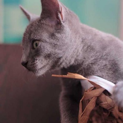 Damağı Mühürlü Russian Blue Ve Smokin Kedi Yuva Arıyor.Ücretsizdir, İstanbul