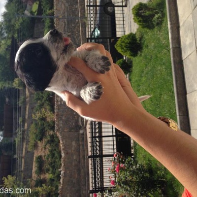 Parkta Cinsini Bilmediğim Daha Küçük Bir Köpek Buldum, Ankara