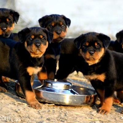 Rottweiler Yada Golden Köpek Arıyorum, Giresun
