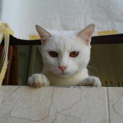 Ankara Kedisi Ev Arıyor, Manisa