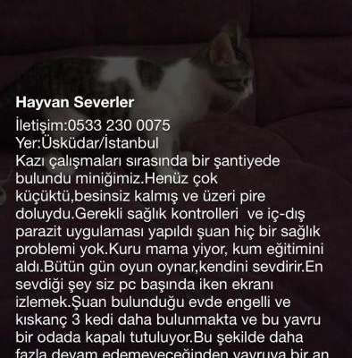 Minik Kedi Ev Arıyor, İstanbul